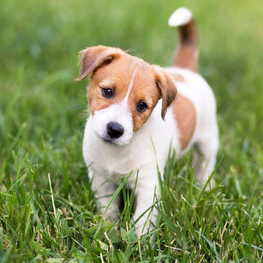 Aloe Vera for Pets