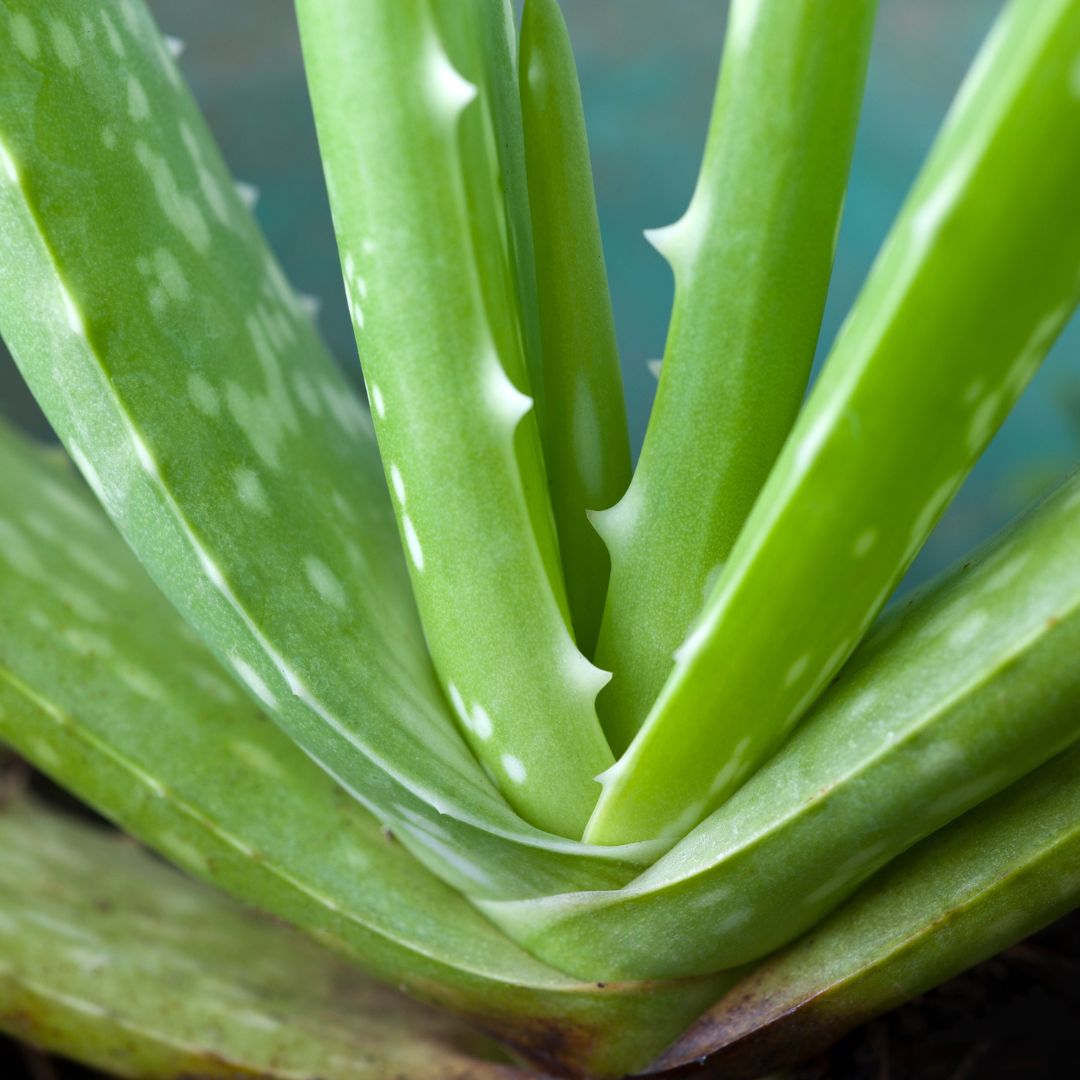 Aloe Vera #1 Herbal Superfood