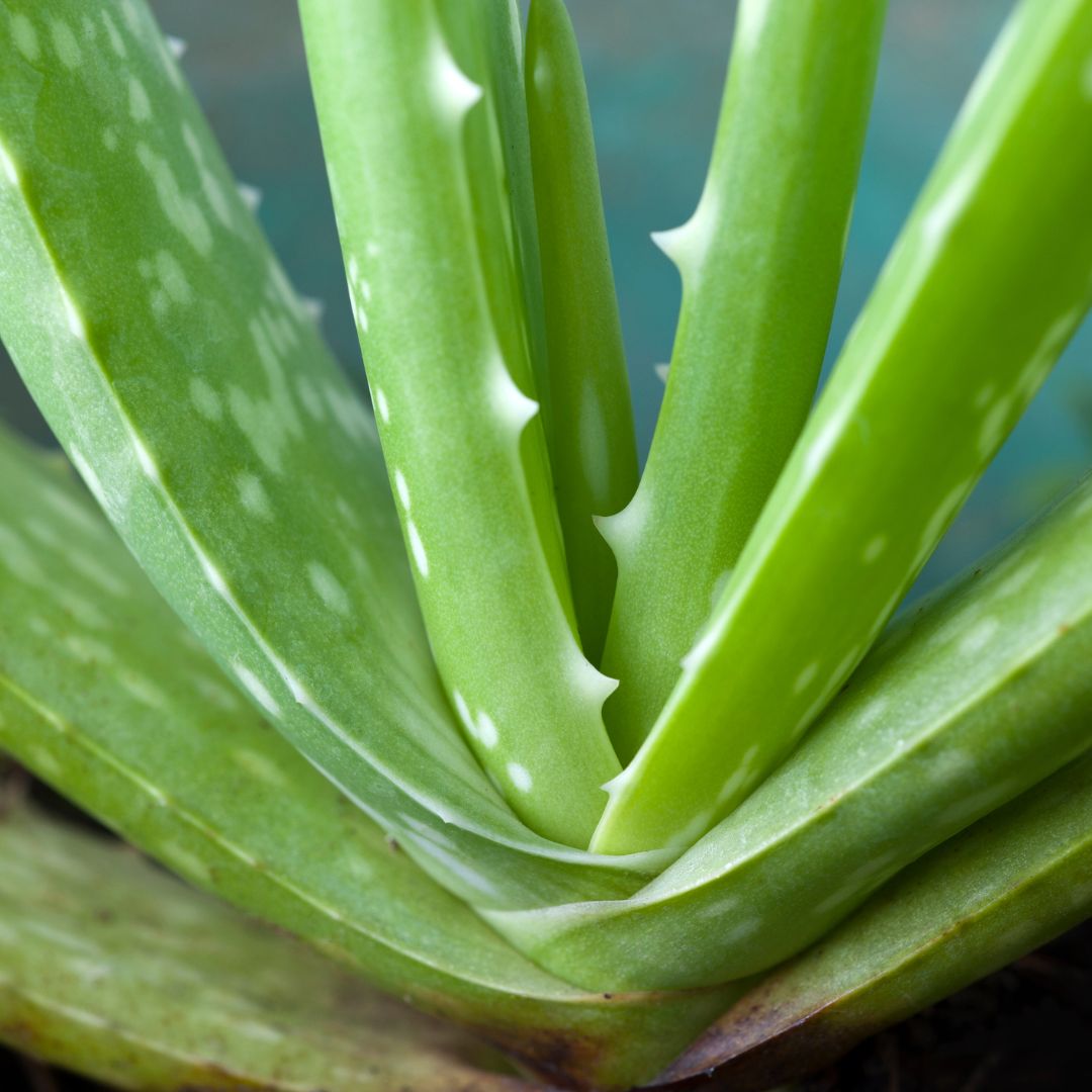 Aloe Vera #1 Herbal Superfood