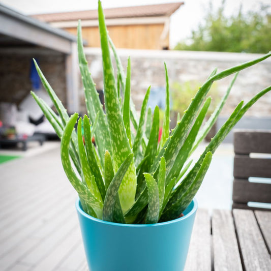 Aloe Vera Home Remedy