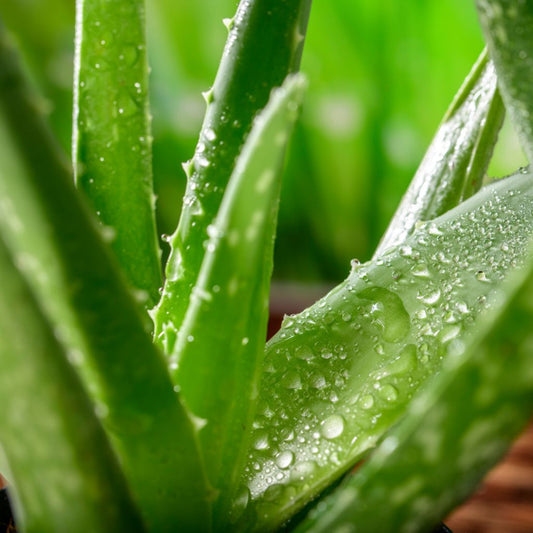 Why Choose Aloe Life's Aloe Vera?