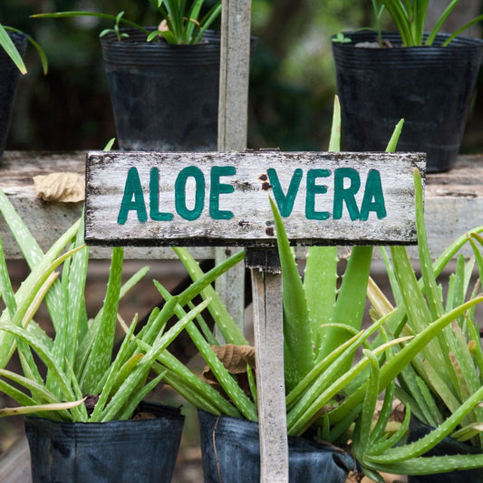 Safety of Drinking Aloe Daily