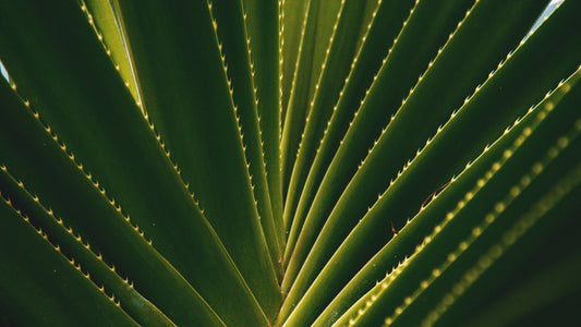Aloe Gold Tablets to Optimize Health!